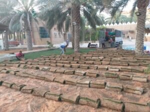 عشب طبيعي